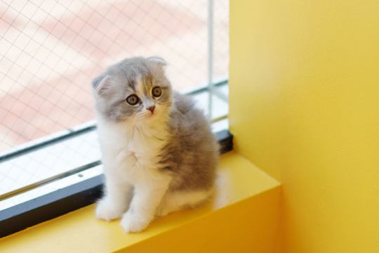 子猫