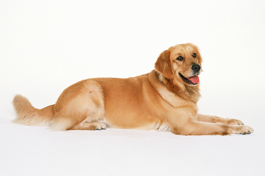 犬